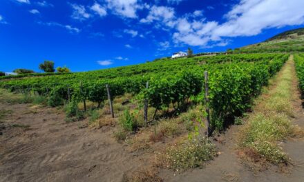 Estate nelle Eolie: la Malvasia si scopre in cantina